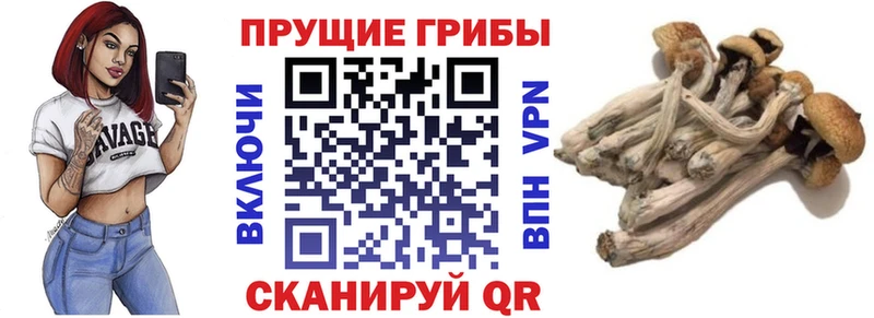 OMG как зайти закладки Знаменск Псилоцибиновые грибы MAGIC MUSHROOMS